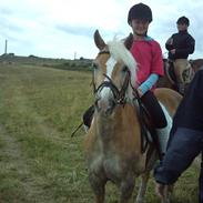 Haflinger Nissan *solgt*