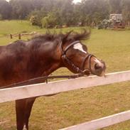 Welsh Mountain (sec A) Monet