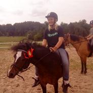 Welsh Mountain (sec A) Monet