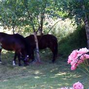 Welsh Mountain (sec A) Monet
