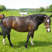 Oldenborg Canny Kikmose