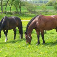 Oldenborg Canny Kikmose