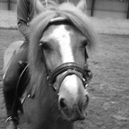 Anden særlig race bjanka