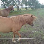 Anden særlig race bjanka