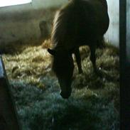 Anden særlig race bjanka