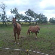 Anden særlig race bjanka