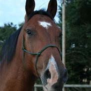 Anden særlig race Delano <3 Himmel hest <3