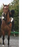 Anden særlig race Delano <3 Himmel hest <3