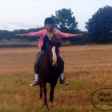 Welsh Mountain (sec A) Mosedalens Kiro-BasseMand - Himmelhest