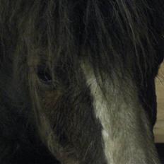 Welsh Mountain (sec A) Mosedalens Kiro-BasseMand - Himmelhest