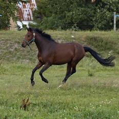 Anden særlig race lucky star