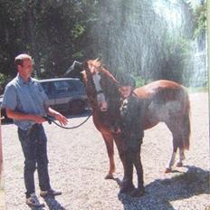 New Forest LL. Møllegårdens Tony