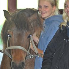 Islænder Náttfreyja f. Dyssemosen - Himmelhest