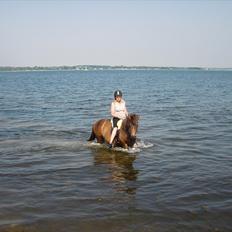 Islænder Náttfreyja f. Dyssemosen - Himmelhest