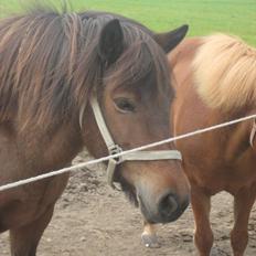 Islænder Náttfreyja f. Dyssemosen - Himmelhest