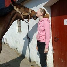 Dansk Varmblod Manito