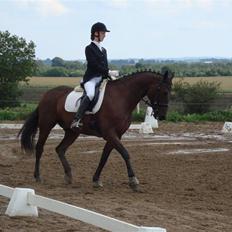 Dansk Varmblod Manito