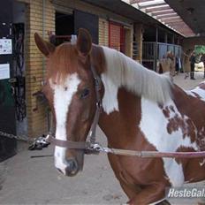 Pinto Vitus E (solgt)