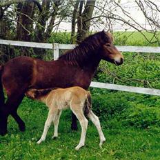 Islænder Væna fra Kratholm