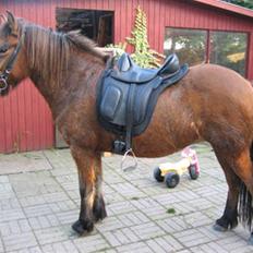 Islænder Væna fra Kratholm