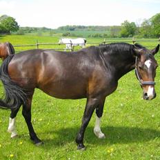 Oldenborg Canny Kikmose