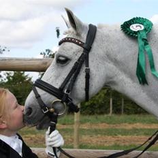 Welsh Mountain (sec A) Samson SOLGT