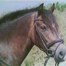 Anden særlig race Donald