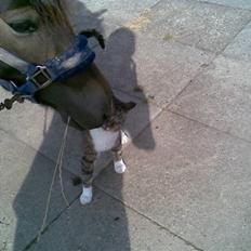 Anden særlig race Donald