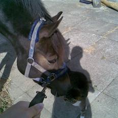 Anden særlig race Donald