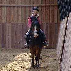 Welsh Mountain (sec A) Aladin gl. part 