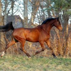 Dansk Varmblod Equs 
