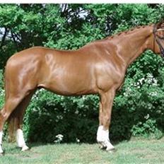 Dansk Varmblod Bentley-WI