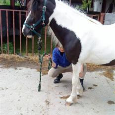 Anden særlig race Cervinagaards Mikja