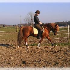 Anden særlig race Maxi *min drømmeprins*