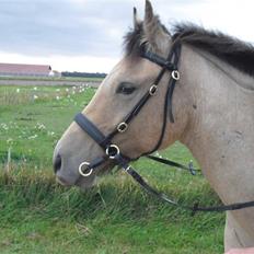 Anden særlig race Cervinagaards Smut