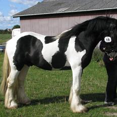 Irish Cob Troelsegaarden's MacNeal