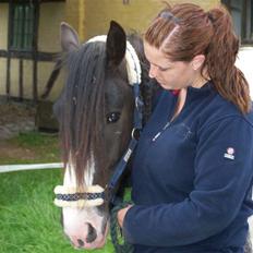 Irish Cob Troelsegaarden's MacNeal