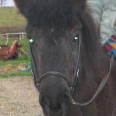 Islænder Dís fra Katulabo