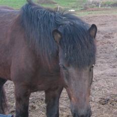 Islænder Dís fra Katulabo