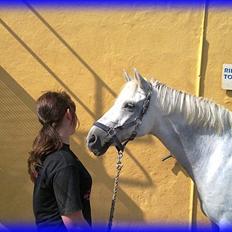 DSP STENVÆNGE SUPER STAR