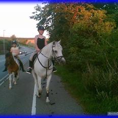 DSP STENVÆNGE SUPER STAR