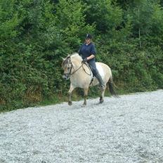 Fjordhest Manche (død);(
