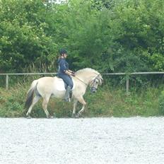 Fjordhest Manche (død);(