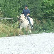 Fjordhest Manche (død);(
