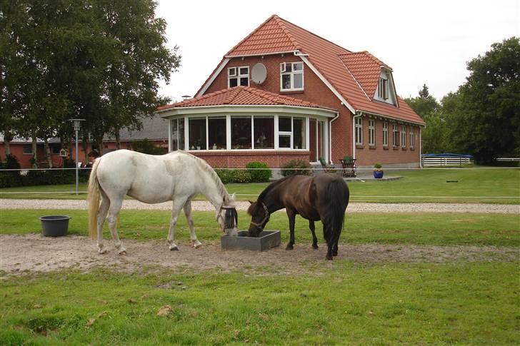 New Forest V. Stenhedens Tinni billede 7