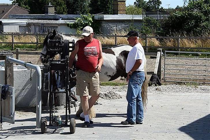 Irish Cob Moustafar Van Boeregemvel billede 12