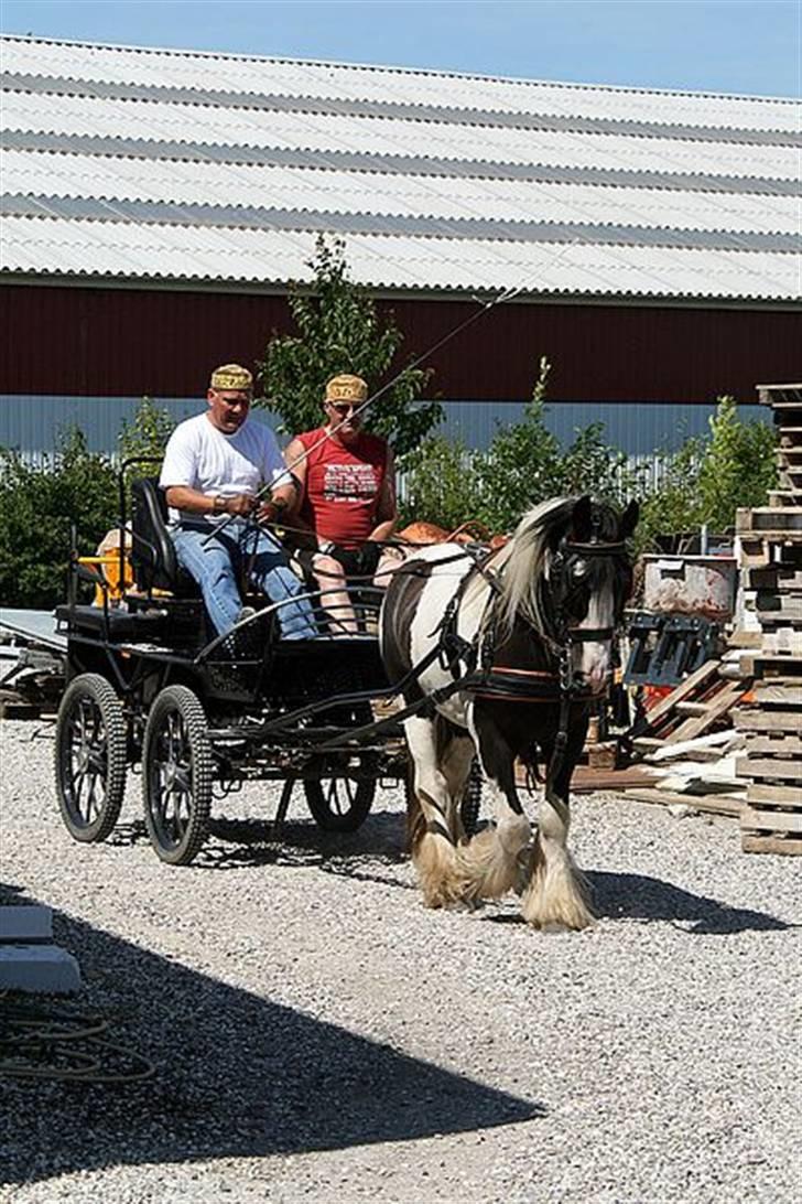 Irish Cob Moustafar Van Boeregemvel billede 13