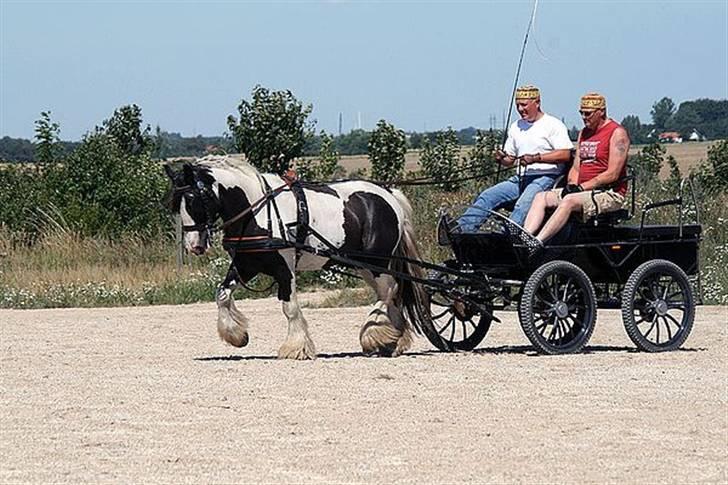 Irish Cob Moustafar Van Boeregemvel billede 14