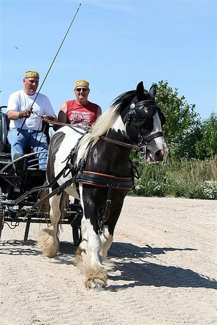 Irish Cob Moustafar Van Boeregemvel billede 15