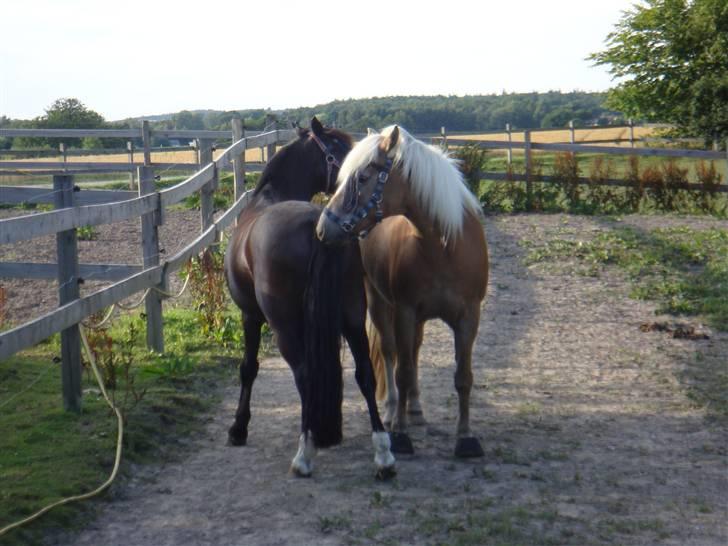 Haflinger 8930819 Ursula *R.I.P* billede 9